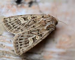 Attēlu rezultāti vaicājumam “Tholera decimalis male”