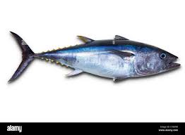 Image result for Thunnus thynnus