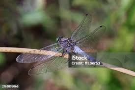 Attēlu rezultāti vaicājumam “Orthetrum cancellatum male”