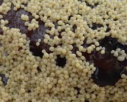 Attēlu rezultāti vaicājumam “Leocarpus sp.”