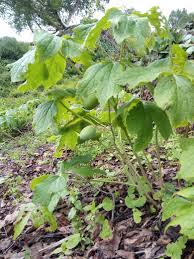 Attēlu rezultāti vaicājumam “Podophyllum hexandrum”