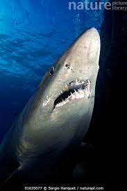 Image result for Odontaspis ferox