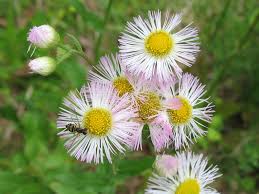 Attēlu rezultāti vaicājumam “Erigeron annuus flower”