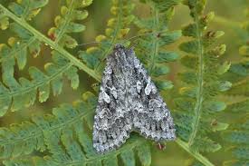 Attēlu rezultāti vaicājumam “Eurois occulta”