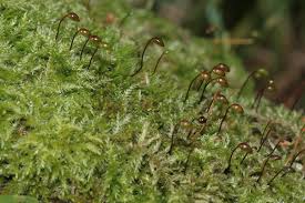 Attēlu rezultāti vaicājumam “Sciuro-hypnum reflexum sporophyte”