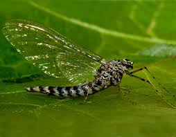 Attēlu rezultāti vaicājumam “Siphlonurus”