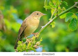 Image result for Locustella naevia