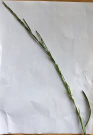 Attēlu rezultāti vaicājumam “Glyceria fluitans leaf”