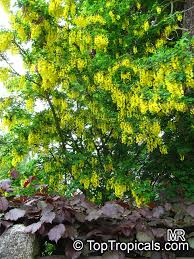 Attēlu rezultāti vaicājumam “Laburnum alpinum fruit”