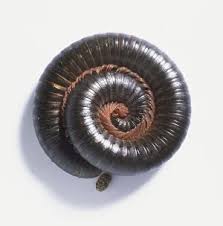 Attēlu rezultāti vaicājumam “Diplopoda”