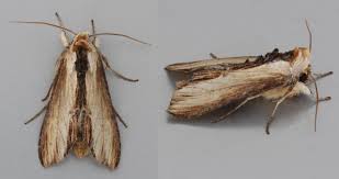 Attēlu rezultāti vaicājumam “Cucullia verbasci”