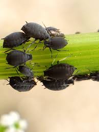 Attēlu rezultāti vaicājumam “Aphis fabae”