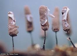 Attēlu rezultāti vaicājumam “Stemonitopsis hyperopta var. landewaldii young”