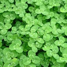 Image result for Trifolium incarnatum