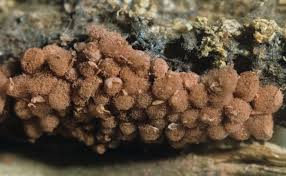 Attēlu rezultāti vaicājumam “Arcyria minuta macro”