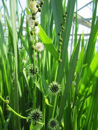 Attēlu rezultāti vaicājumam “Sparganium minimum leaf”