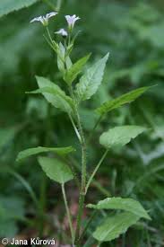 Attēlu rezultāti vaicājumam “Stellaria nemorum bud”