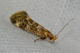 Attēlu rezultāti vaicājumam “Denisia similella”