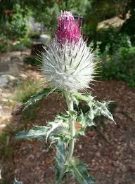 Attēlu rezultāti vaicājumam “Cirsium x rigens leaf”