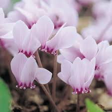 Attēlu rezultāti vaicājumam “Cyclamen hederifolium”