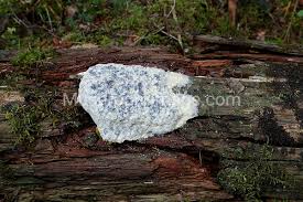 Attēlu rezultāti vaicājumam “Fuligo septica var. flava young”