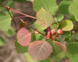 Attēlu rezultāti vaicājumam “Contarinia petioli”