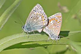 Attēlu rezultāti vaicājumam “Polyommatus icarus male”