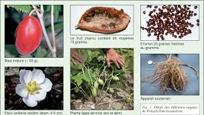 Attēlu rezultāti vaicājumam “Podophyllum hexandrum fruit”