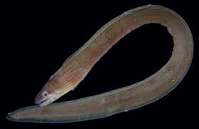 Image result for Gymnothorax vicinus