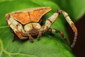 Attēlu rezultāti vaicājumam “Thomisidae”