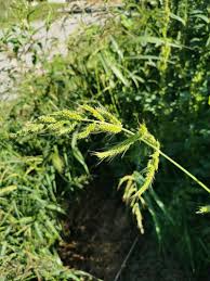 Attēlu rezultāti vaicājumam “Echinochloa crus-galli fruit”