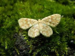 Attēlu rezultāti vaicājumam “Hydrelia flammeolaria”