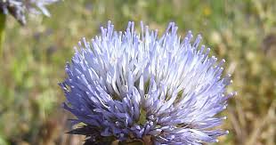 Attēlu rezultāti vaicājumam “Jasione montana”