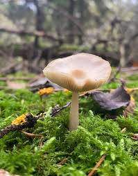 Attēlu rezultāti vaicājumam “Leocarpus fragilis young”