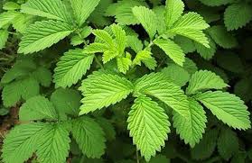 Attēlu rezultāti vaicājumam “Agrimonia pilosa”