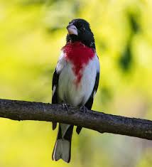 Image result for Pheucticus ludovicianus