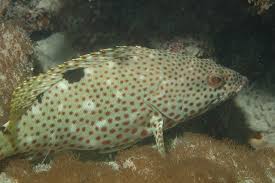 Image result for Epinephelus adscensionis