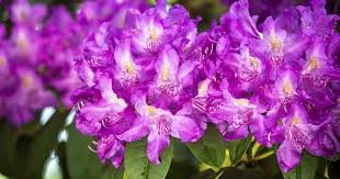 Attēlu rezultāti vaicājumam “Rhododendron catawbiense flower”