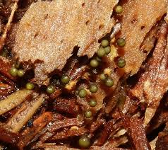 Attēlu rezultāti vaicājumam “Cribraria aurantiaca”