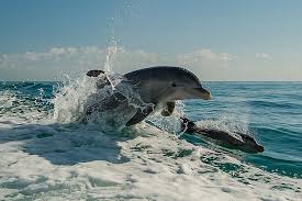 Image result for Adventure Dolphin
