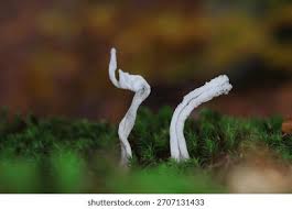 Attēlu rezultāti vaicājumam “Clavulina rugosa”