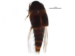 Attēlu rezultāti vaicājumam “Sepedophilus sp.”