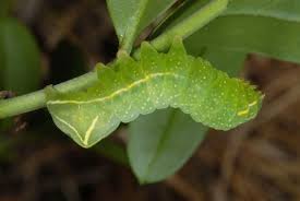 Attēlu rezultāti vaicājumam “Amphipyra perflua”