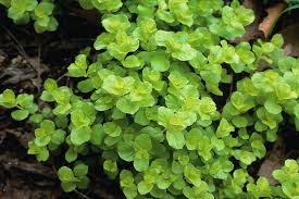 Image result for Lysimachia nummularia