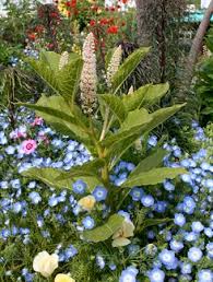 Attēlu rezultāti vaicājumam “Phytolacca acinosa flower”