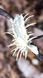 Attēlu rezultāti vaicājumam “Akanthomyces aculeatus”