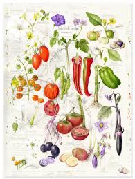 Attēlu rezultāti vaicājumam “Solanaceae”