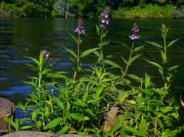 Attēlu rezultāti vaicājumam “Stachys palustris flower”