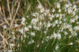 Attēlu rezultāti vaicājumam “Trichophorum alpinum flower”