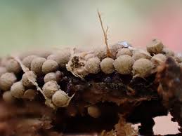 Attēlu rezultāti vaicājumam “Cribraria macrocarpa”